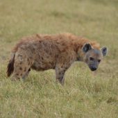  Ngorongoro Crater, TZ